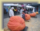 Pumpkin (29) * 1600 x 1200 * (1.16MB)